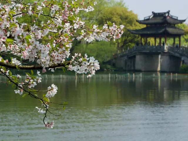 西湖十景之麴院風荷