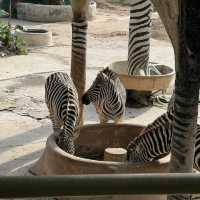 Fun experience at Shenzhen Safari Park