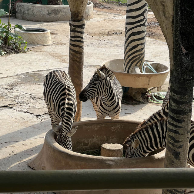 Fun experience at Shenzhen Safari Park