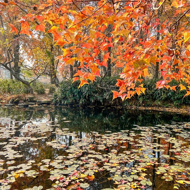 蘇州の紅葉の名所といえば「天平山」