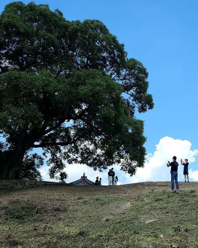 Hundreds of years old tree