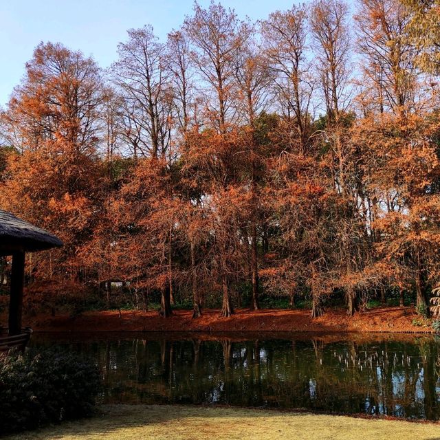 Golden forest 