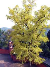 銀杏黃了｜成都周邊絕美賞景地