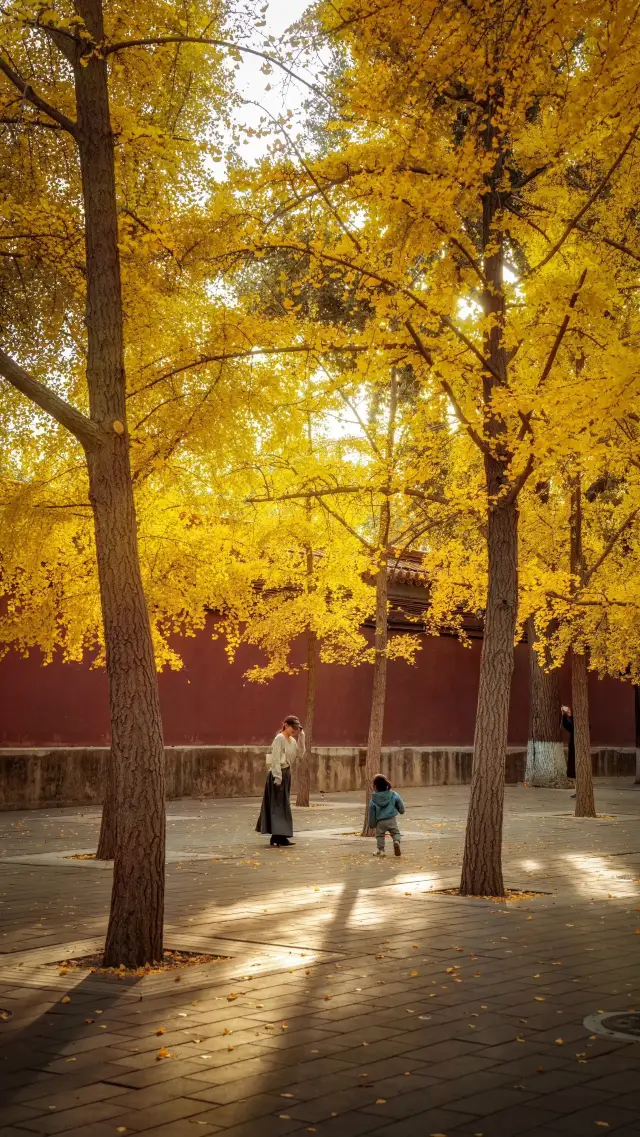To appreciate ginkgo in Beijing, you must come to Zhongshan Park