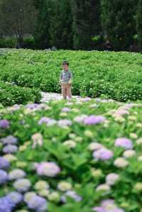 小雁塔｜有西安最治癒的綠色和繡球花