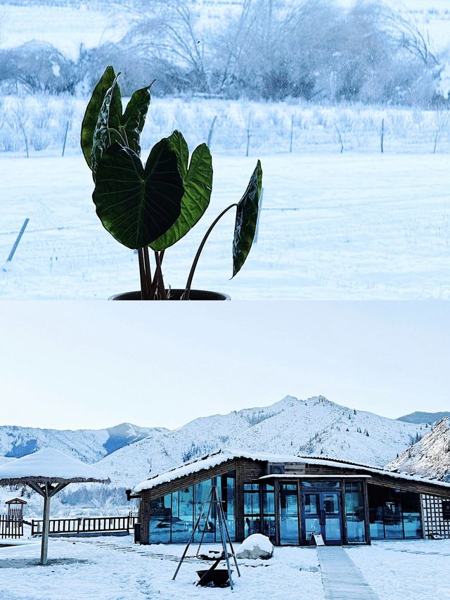 新疆只有0次和無數次，阿勒泰的雪景太愛了