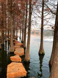 好天氣打卡 | 千燈湖公園落羽杉美如油畫