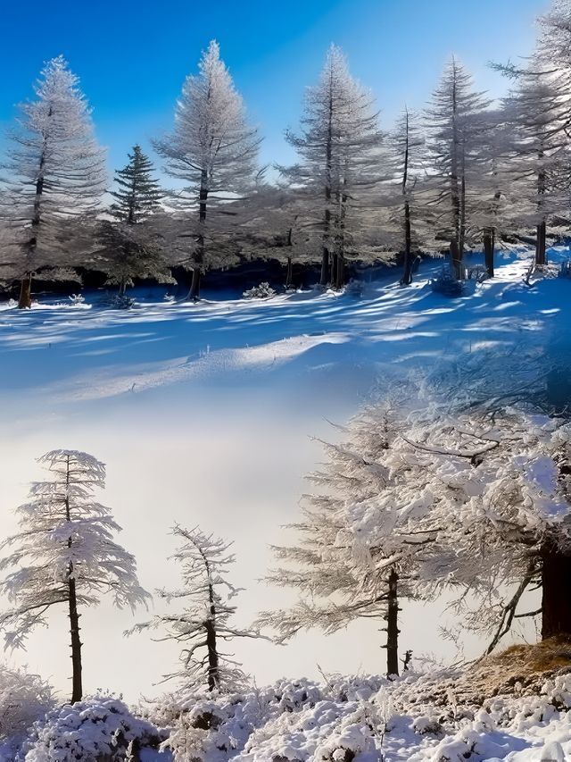 走進北方的香格里拉 | 山西的雪鄉蘆芽山