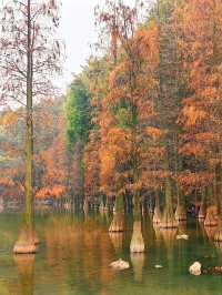 三水森林公園｜落羽杉拍照超級童話