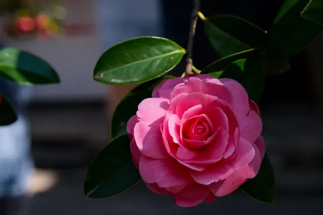 山茶は茶花女の山茶であり、ココ・シャネルの山茶でもあります