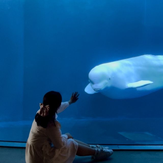 可以和海邊朋友約會的水族館