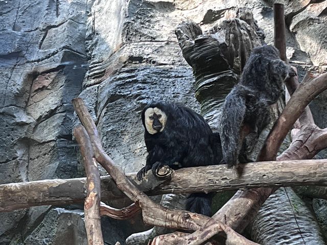 南京紅山動物園旅遊攻略