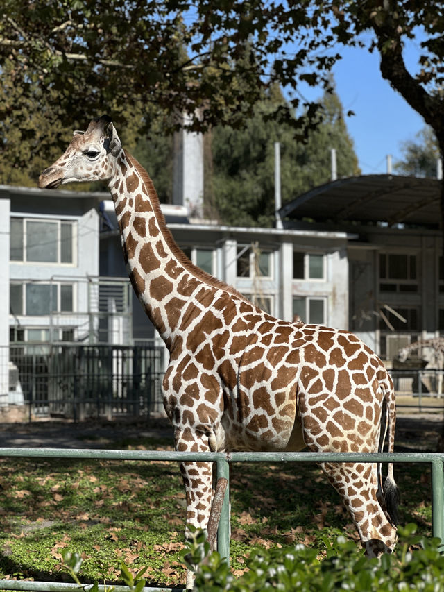 遛娃日記之五刷上海動物園