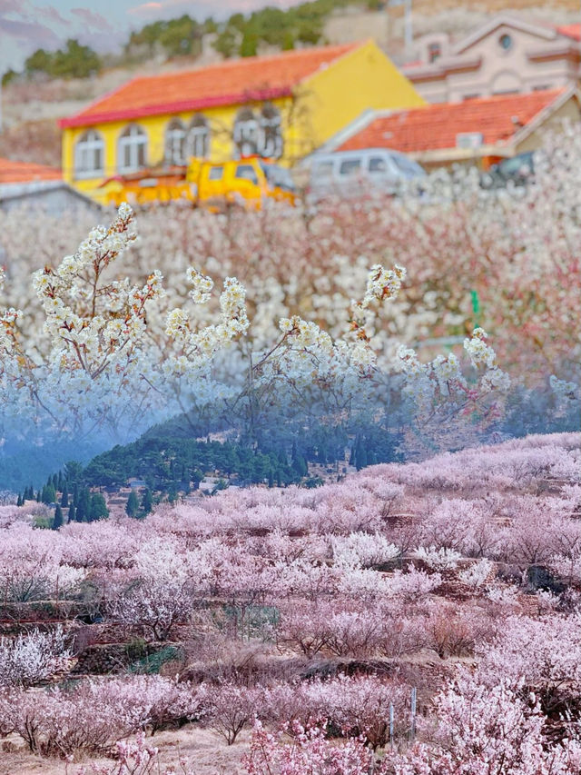 青島春天！ | 櫻花盛開浪漫了整個山谷!!