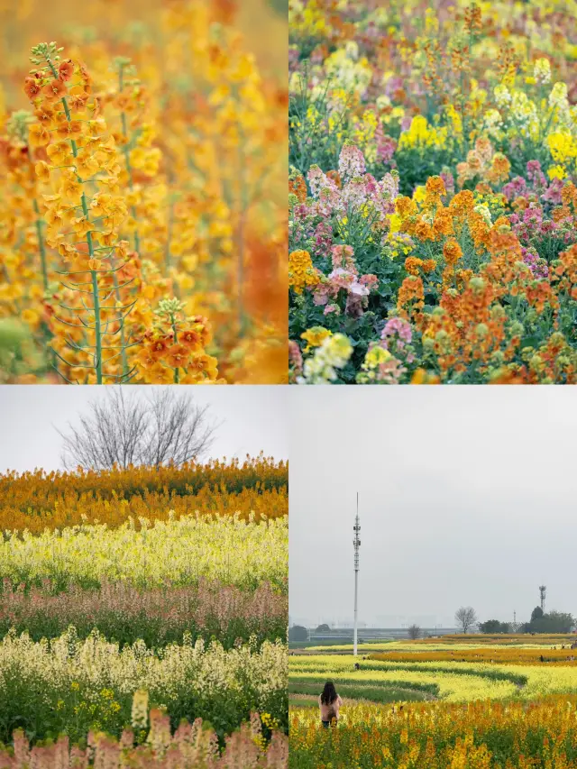 人生のアドバイス：成都で花を楽しむ