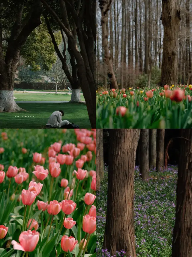 The tulips at the Zhongshan Botanical Garden in Nanjing are in bloom
