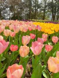 太子灣公園真的太美了