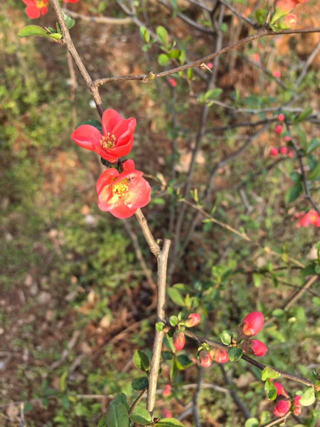 南京梅花山 賞花賞月賞結香