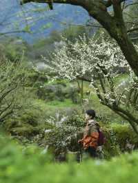 成都近郊｜正到鹤鸣山最美時（附玩法）