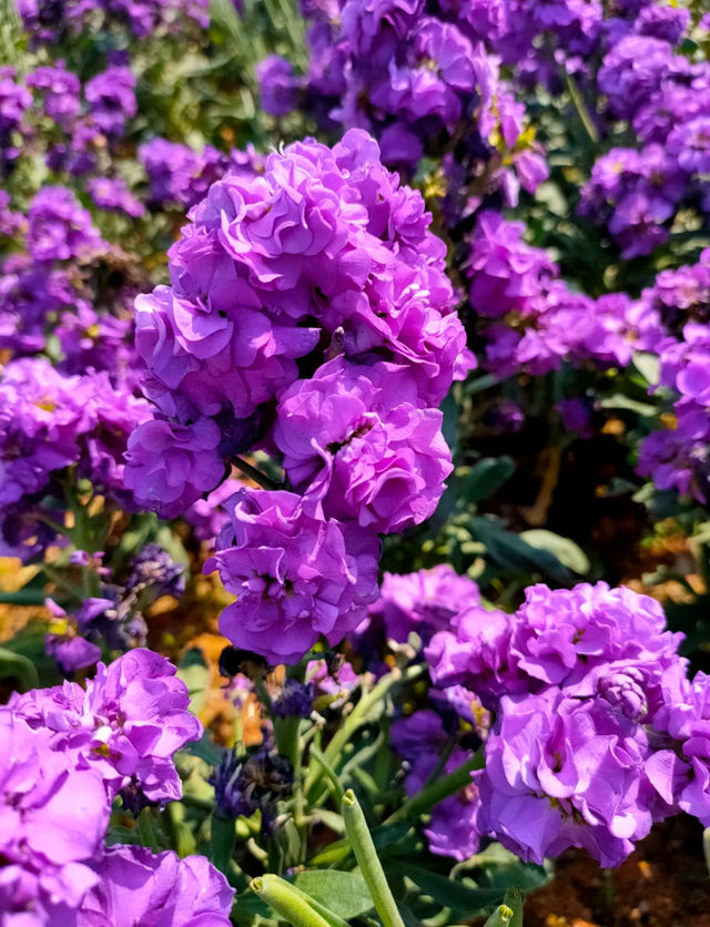 探索珠海尖峰山森林公園：原始森林與熱帶植物的奇妙之旅！