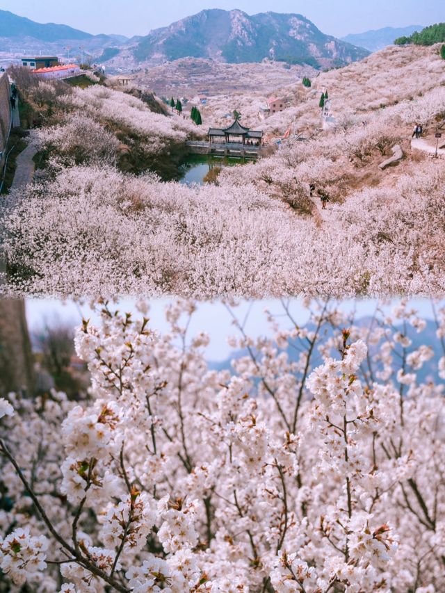 3月啦迫不及待分享青島春日賞花指南