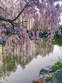 櫻花盛開在湖水畔,春天玩點花的