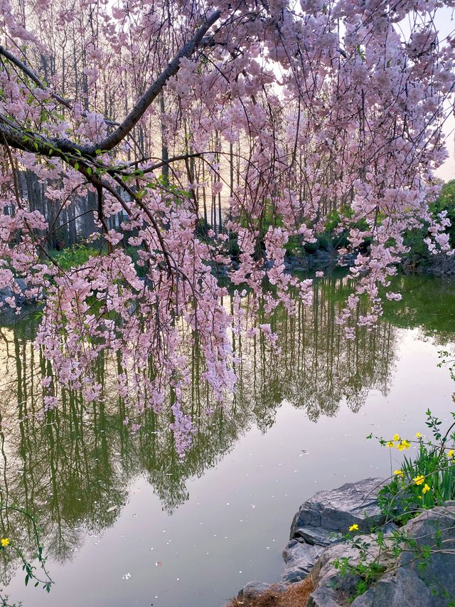 櫻花盛開在湖水畔,春天玩點花的 櫻花盛開在湖水畔,春天玩點花的