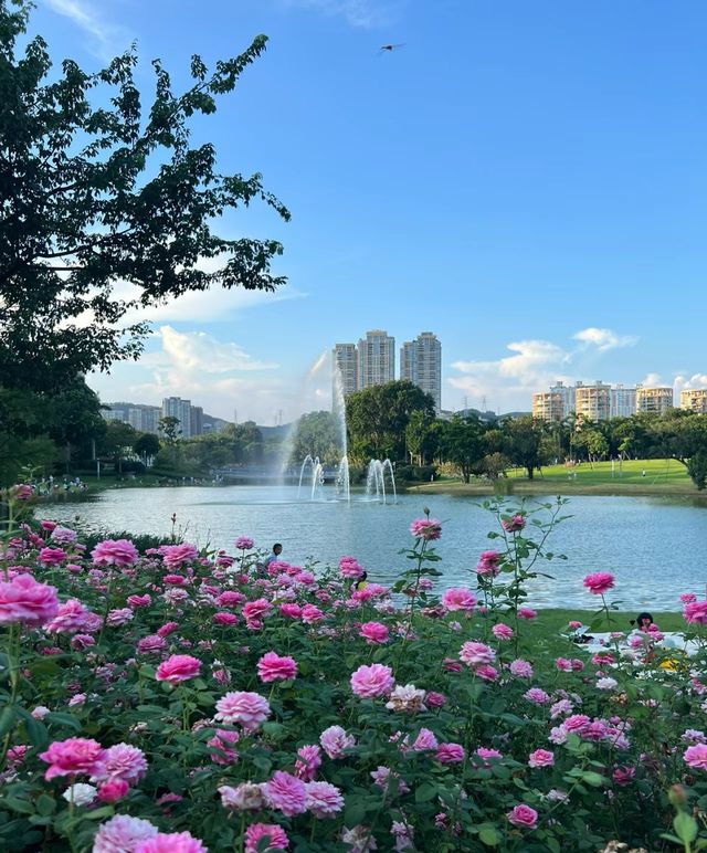 不在國外！在深圳香蜜湖公園也太浪漫了吧