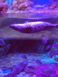 雲上海洋館·特別的存在