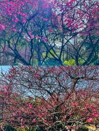 長沙｜小眾賞花踏青遊玩攻略—沙灣公園