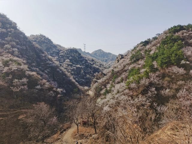 湖門村漫山桃花朵朵開！！