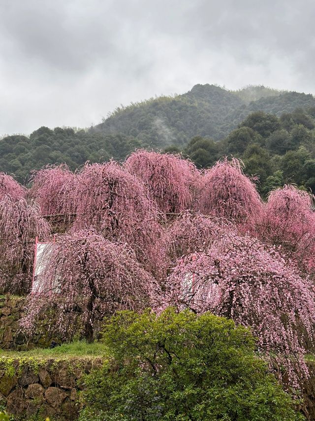 葛仙村｜“來這兒過幾天神仙生活”真的嗎