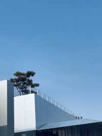 在青島,這裡的展真的每次都有的拍