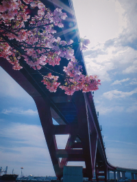 春日賞景正當時，滿園春色神戶港