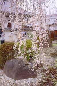 京都賞櫻｜美美的垂櫻就在本滿寺