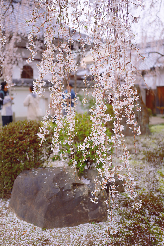 京都賞櫻｜美美的垂櫻就在本滿寺
