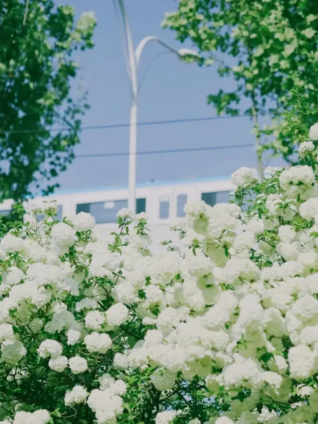 Wuhan's new favorite for April flower viewing: the blossoming of the viburnum, breathtakingly beautiful!