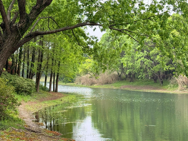 走進無錫貢湖灣濕地公園，感受原始森林之美