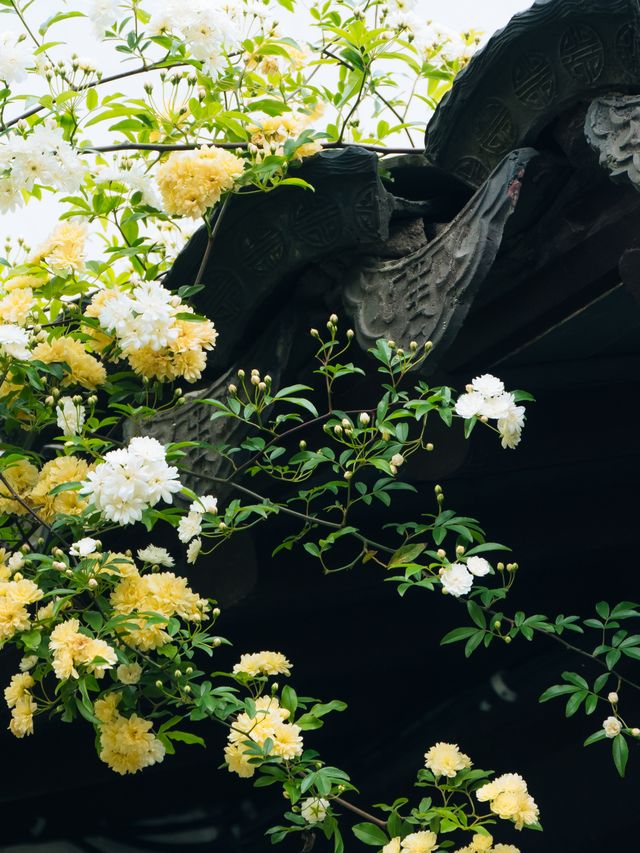 穀雨，來農耕園賞花吧