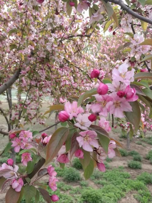 前往沈陽長白島森林公園賞賞海棠花