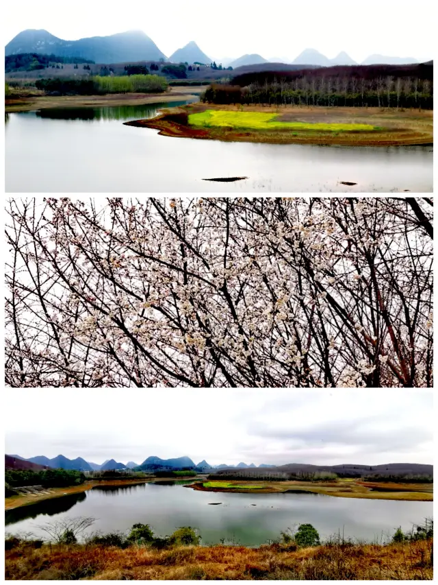 繁花雲貴丨貴安櫻花園