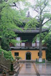 赴約常熟清涼寺百年楸樹開花