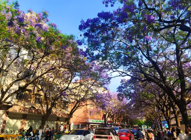 Dreamy Jacaranda · A New Landmark of Spring City
