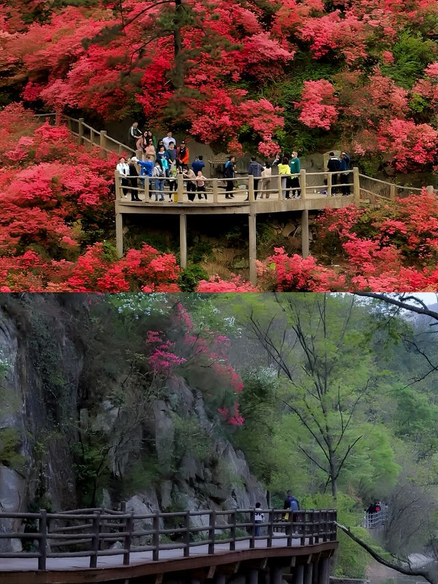 接下來的杜鵑花將是武漢浪漫賞花天花板