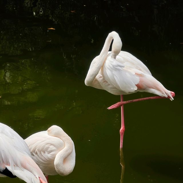 廣州動物園一日遊！🆓蓋章🕹️遊玩攻略