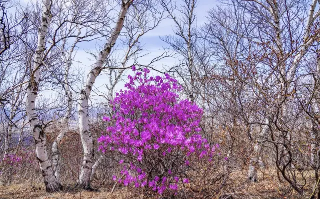 Blossoming in the embrace of 'Han Mountain Father': The May flowers of Zhalute