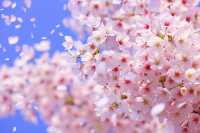 誰還沒看過武漢的櫻花，我都會傷心的！