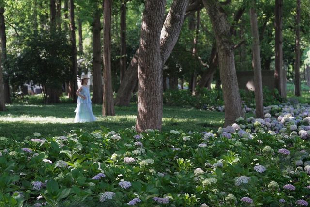西湖邊的法式繡球小花園