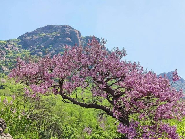 來靈山島賞花吧