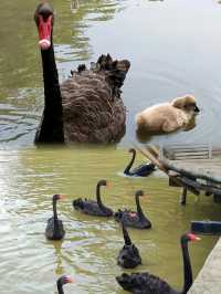 廣州南沙原生態竹子打造的水鳥世界生態園